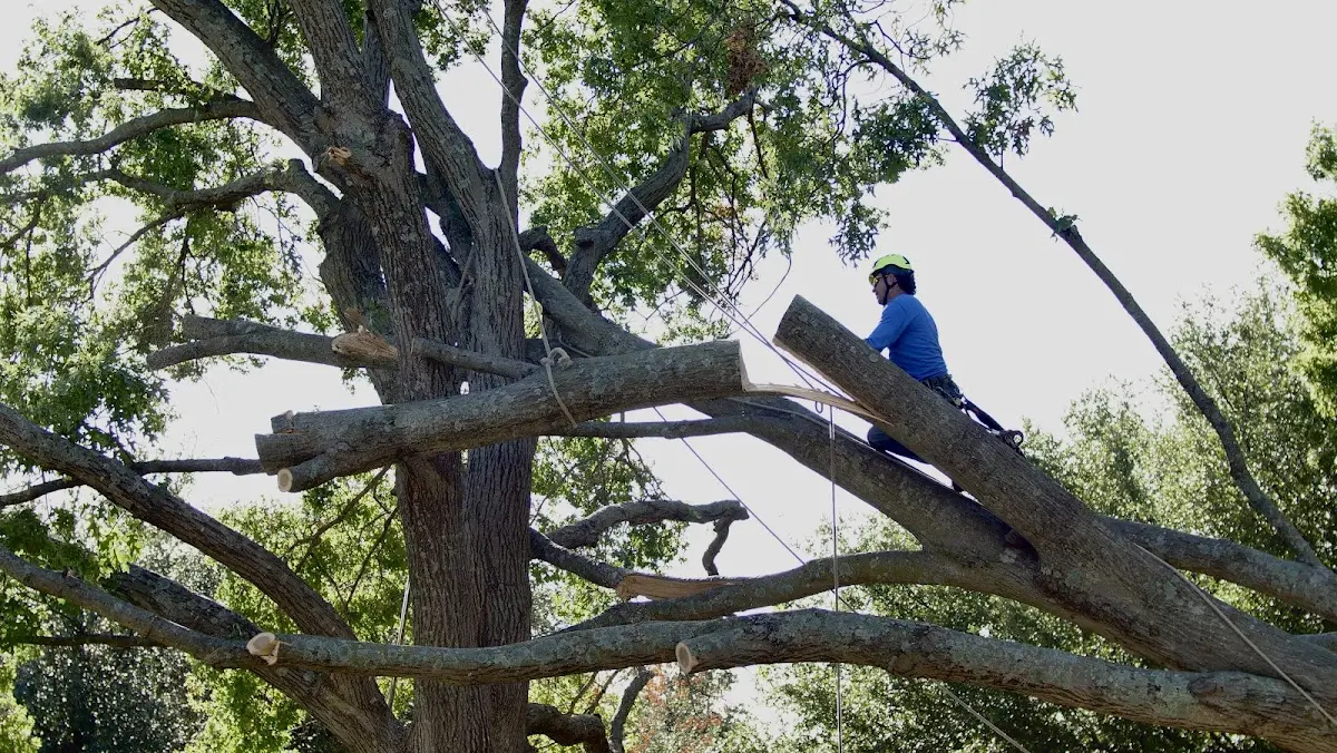 Professional Hazardous Tree Removal performed by certified arborists in Ladd